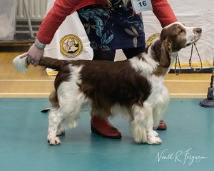Open Dog